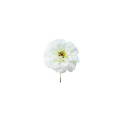 Tige de Zinnia à piquer