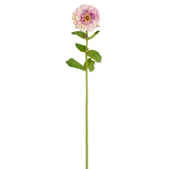 Tige de Zinnia Premium