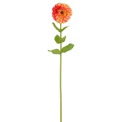 Tige de Zinnia Premium