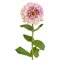 Tige de Zinnia Premium