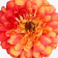 Tige de Zinnia Premium
