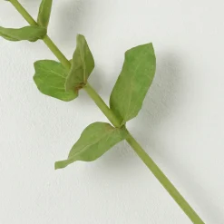 Tige de Zinnia Premium