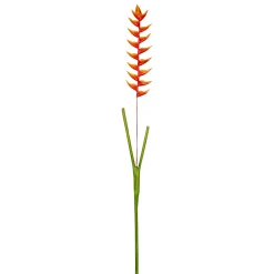 Tige d'Heliconia Rostrata