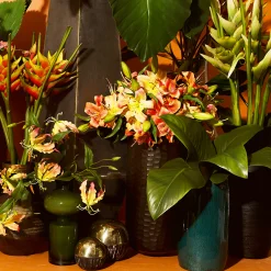 Tige d'Heliconia Rostrata