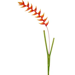 Tige d'Heliconia Rostrata