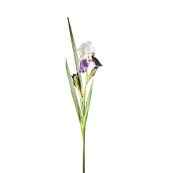 Tige d'Iris