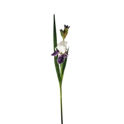 Tige d'Iris