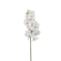 Tige d'Orchidée Bandailan