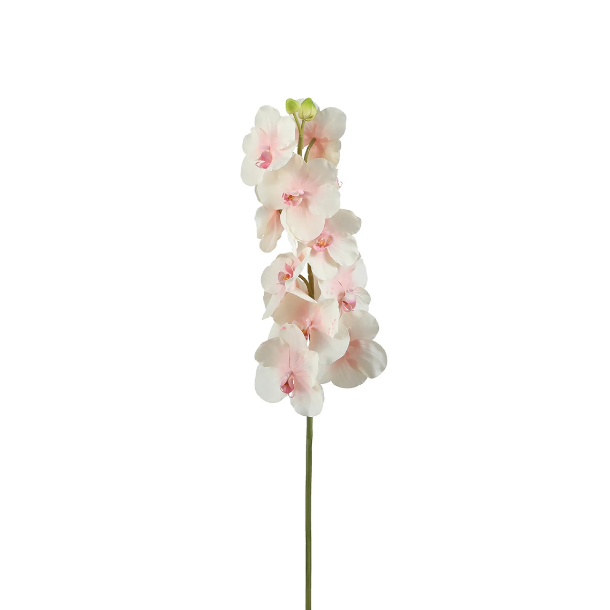 Tige d'Orchidée Bandailan