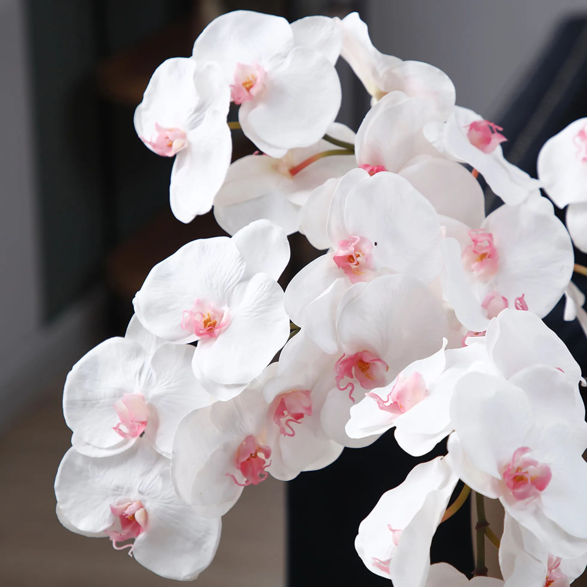 Tige d'Orchidée Bandailan