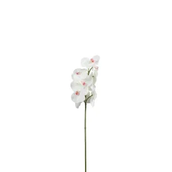 Tige d'Orchidée Bandailan