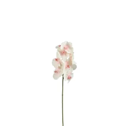 Tige d'Orchidée Bandailan