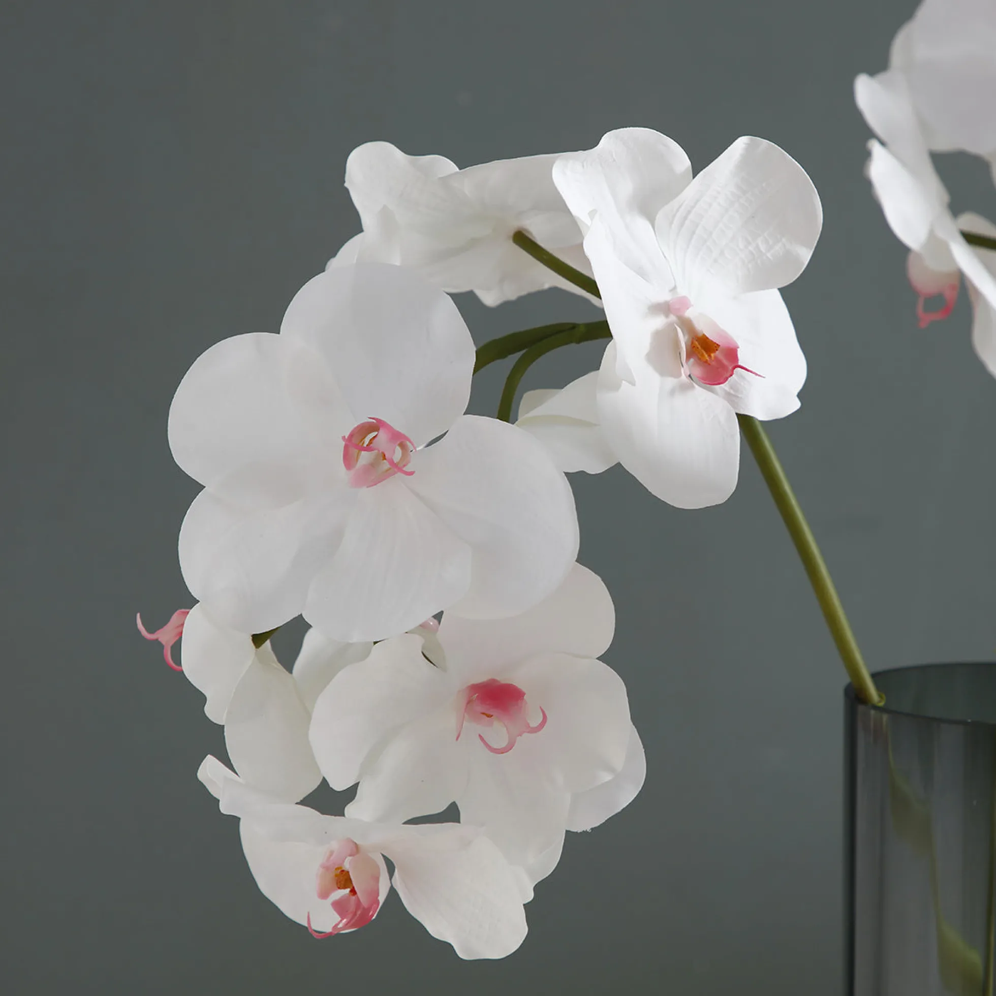 Tige d'Orchidée Bandailan