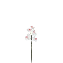 Tige d'Orchidée Phalaenopsis