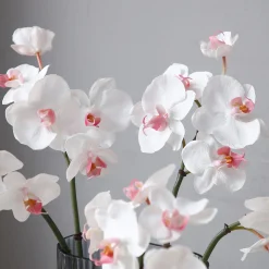 Tige d'Orchidée Phalaenopsis