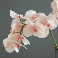 Tige d'Orchidée Phalaenopsis