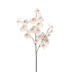 Tige d'Orchidée Phalaenopsis