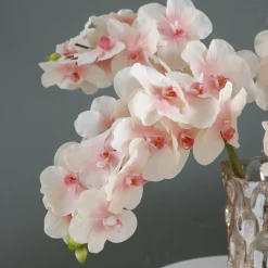 Tige d'Orchidée Phalaenopsis