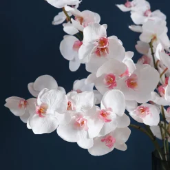 Tige d'Orchidée Phalaenopsis