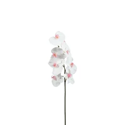 Tige d'Orchidée Phalaenopsis