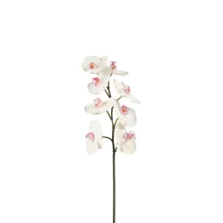 Tige d'Orchidée Phalaenopsis