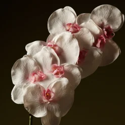 Tige d'Orchidée Phalaenopsis