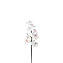 Tige d'Orchidée Phalaenopsis