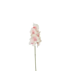 Tige d'Orchidée Phalaenopsis