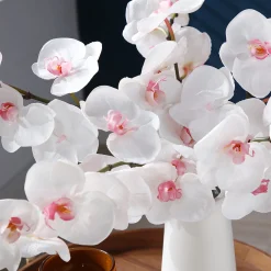 Tige d'Orchidée Phalaenopsis