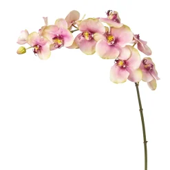 Tige d'Orchidée Phalaenopsis Budy