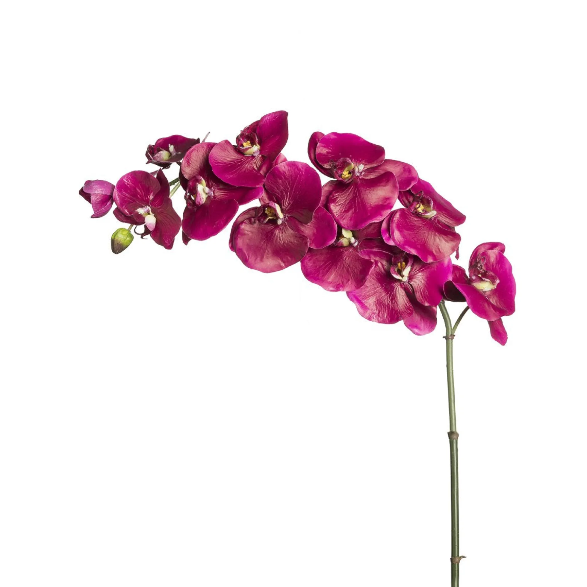 Tige d'Orchidée Phalaenopsis Budy