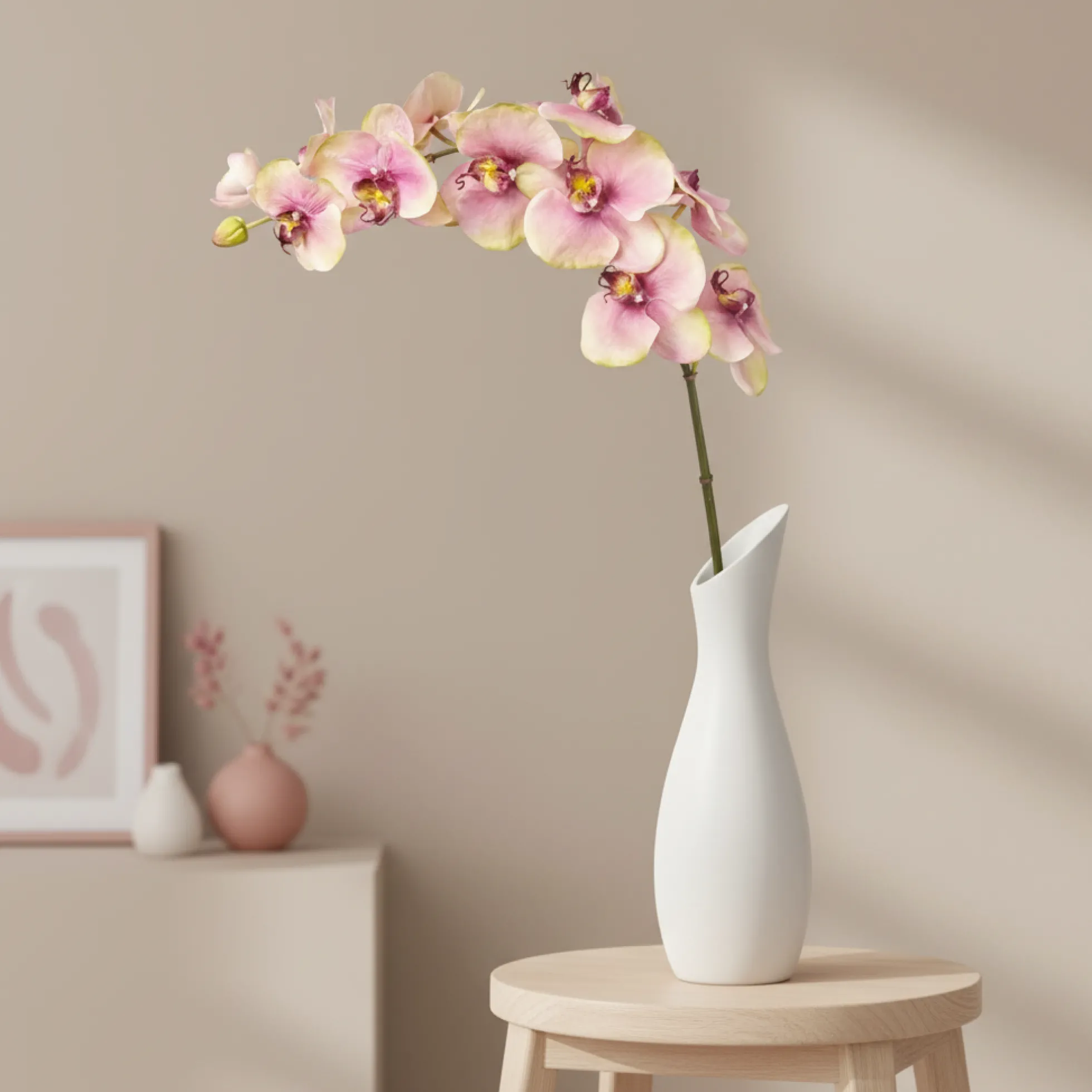 Tige d'Orchidée Phalaenopsis Budy