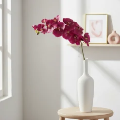 Tige d'Orchidée Phalaenopsis Budy