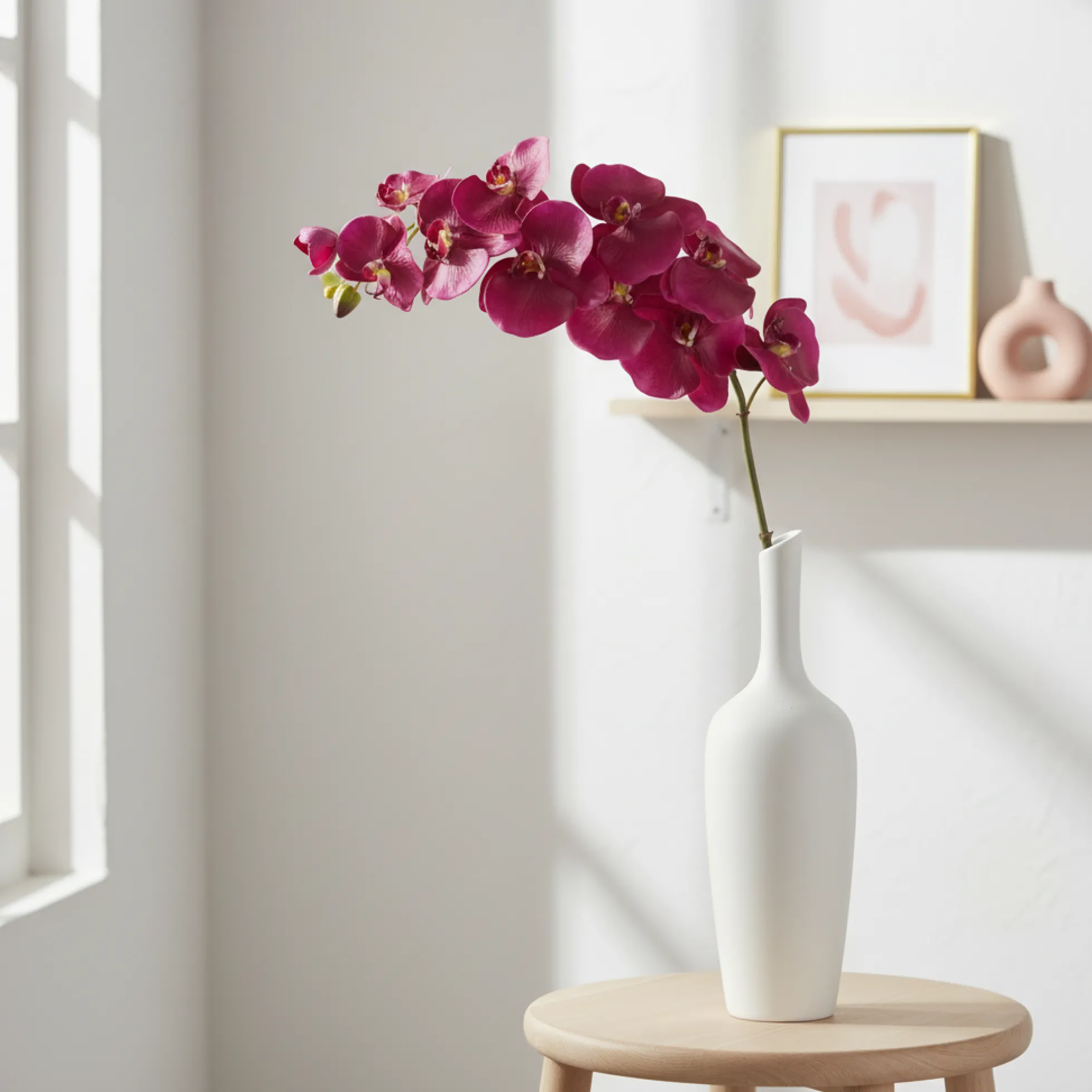 Tige d'Orchidée Phalaenopsis Budy