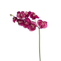 Tige d'Orchidée Phalaenopsis Budy