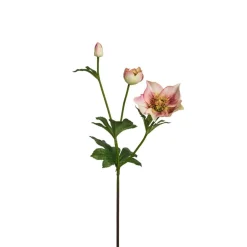 Tige Helleborus Niger
