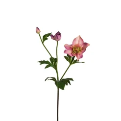 Tige Helleborus Niger