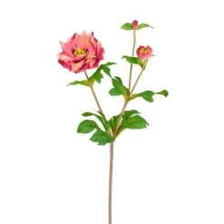 Tige Helleborus Niger avec bourgeon