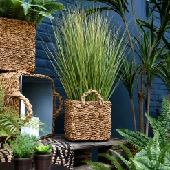 Touffe d'Herbes